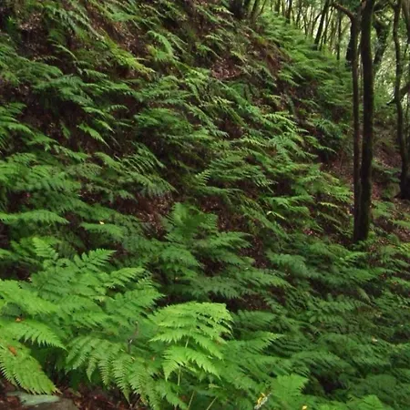 Casa Del Cu Bano B- Biosphere Reserve Santa Cruz de Tenerife