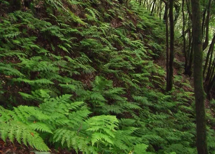 Casa Del Cu Bano B- Biosphere Reserve Santa Cruz de Tenerife